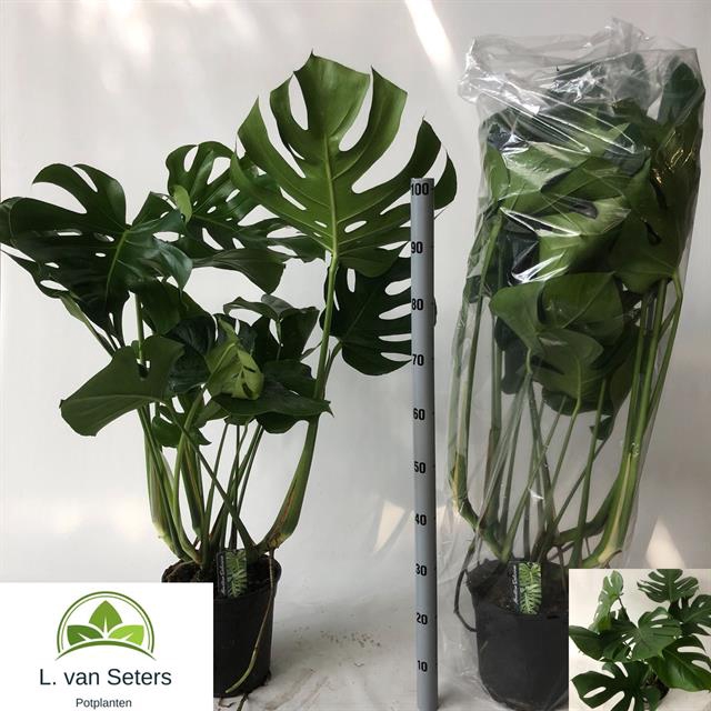 Monstera deliciosa 24Ø 85cm