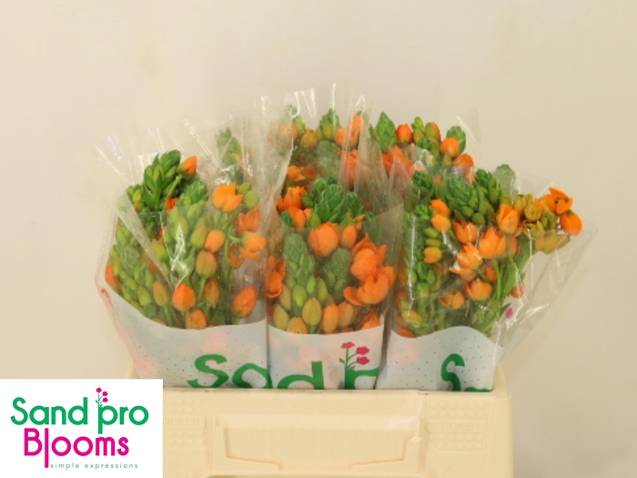 <h4>ORNIT DB SUNRAY</h4>