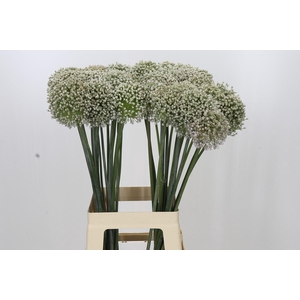 Allium Kenton