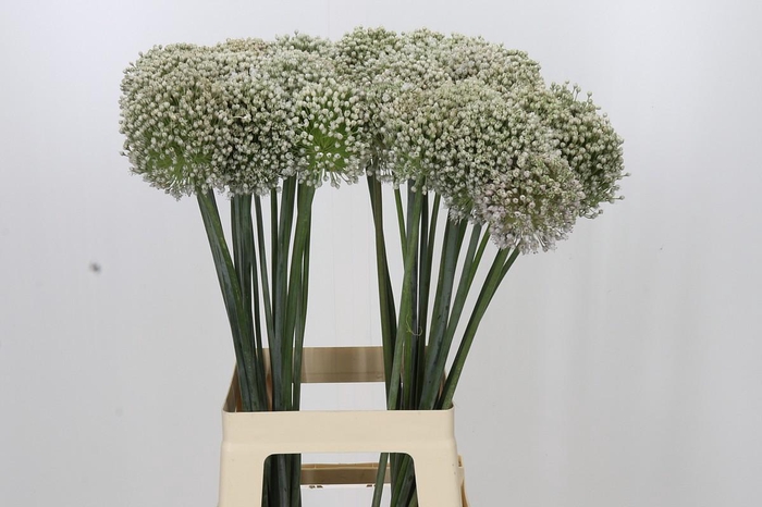 <h4>Allium Kenton</h4>