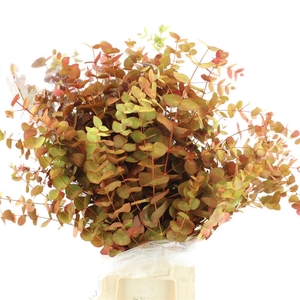 Euca Klb Cinerea Autumn