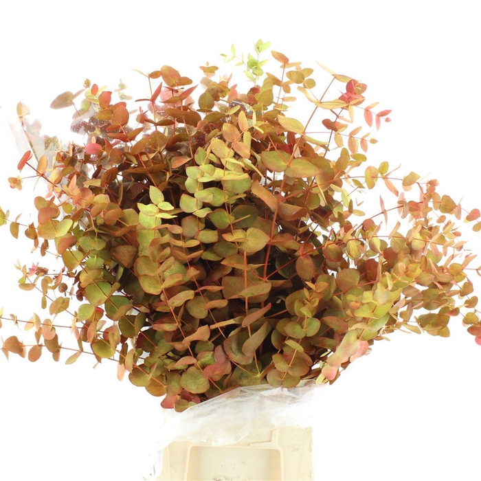 <h4>Euca Klb Cinerea Autumn</h4>