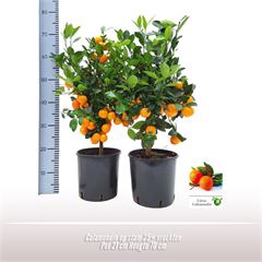 <h4>Calamondin op stam</h4>