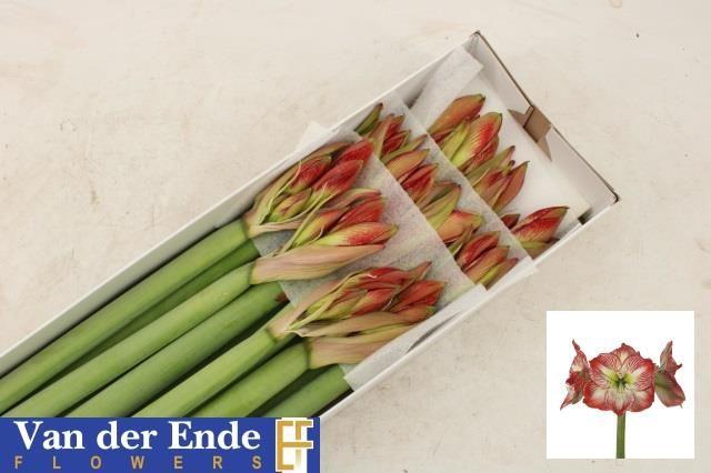 <h4>HIPP GA MEGA STAR</h4>