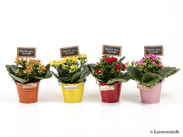 <h4>KALANCHOE BLOSS P6 E 1679 SCHOOL</h4>