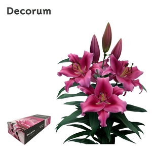 LI DALIAN 4+ XL Decorum Box