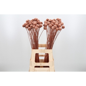 Craspedia Kl Bh Koper Xl