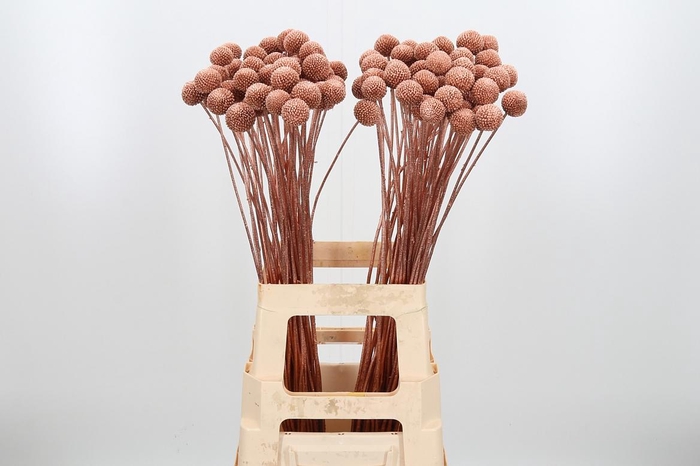 <h4>Craspedia Kl Bh Koper Xl</h4>