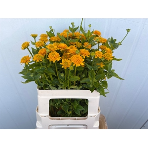 Heliopsis Hel Asahi Winsen