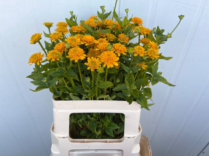 <h4>Heliopsis Hel Asahi Winsen</h4>