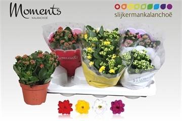 <h4>KALAN CALAN MIX MOMENTS P15</h4>