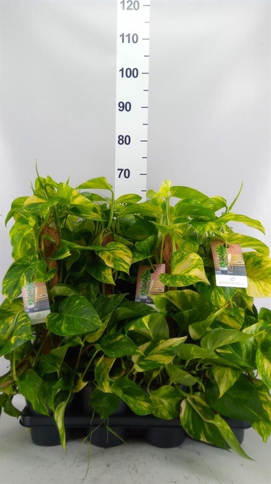 <h4>Epipremnum pinn.   ...moss stick</h4>