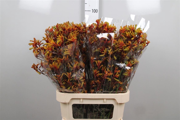 <h4>Anigoz Gold Fever</h4>