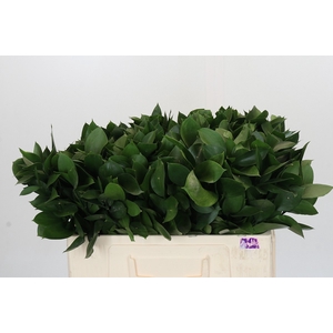 RUSCUS HYPOPHYLLUM