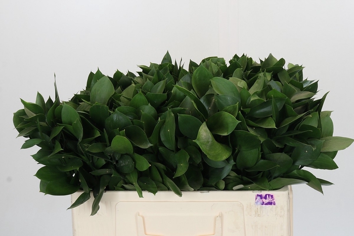 <h4>RUSCUS HYPOPHYLLUM</h4>