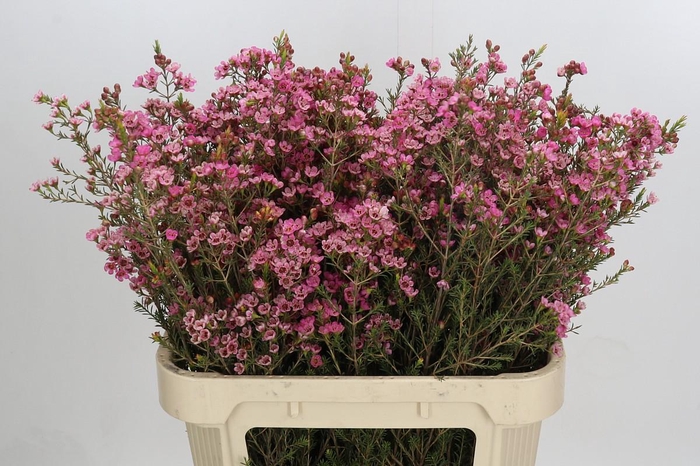 <h4>Chamelaucium Sarah's Delight</h4>