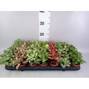 Fittonia   ...mix 7