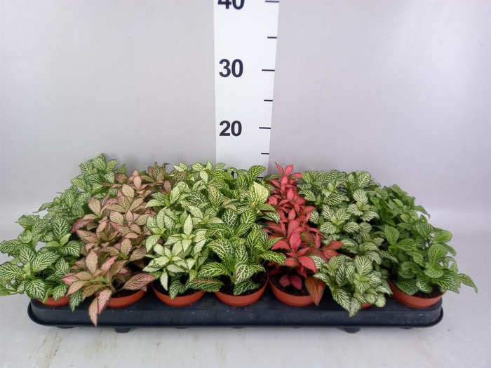 <h4>Fittonia   ...mix 7</h4>