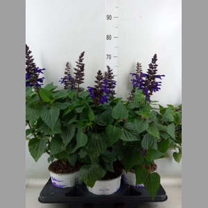 Salvia  'Salgoon Lake Onega Impr.'