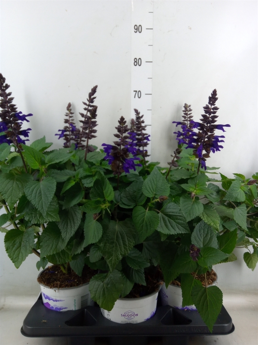 <h4>Salvia  'Salgoon Lake Onega Impr.'</h4>