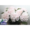 Hydrangea sweet verena