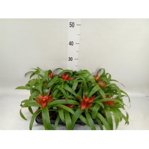Guzmania  'Tempo'