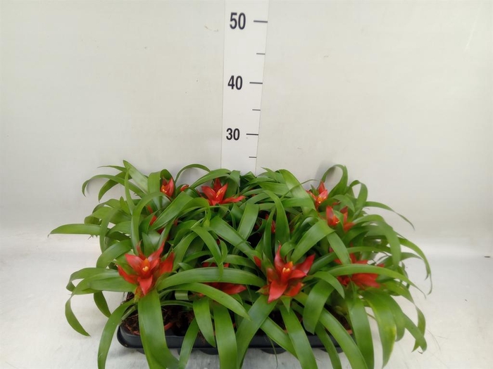 <h4>Guzmania  'Tempo'</h4>