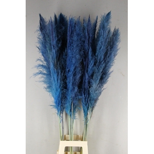 DF Pampas 130cm L.Blue