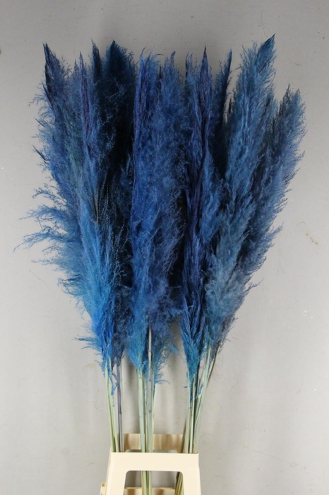 <h4>DF Pampas 130cm L.Blue</h4>