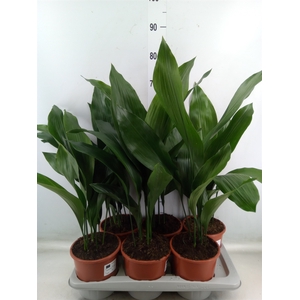 Aspidistra elat.
