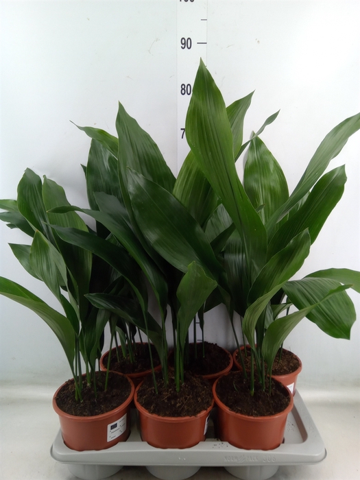 <h4>Aspidistra elat.</h4>