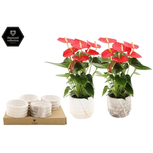 Anthurium 12 cm Esudo in Marble ceramics