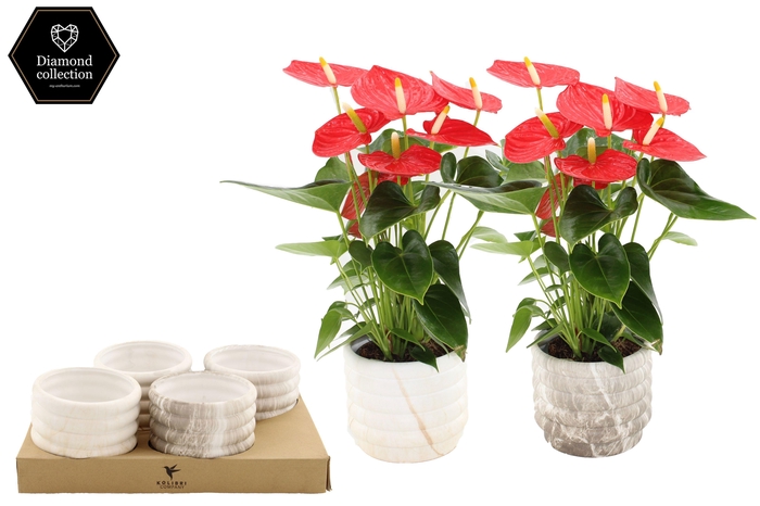 <h4>Anthurium 12 cm Esudo in Marble ceramics</h4>