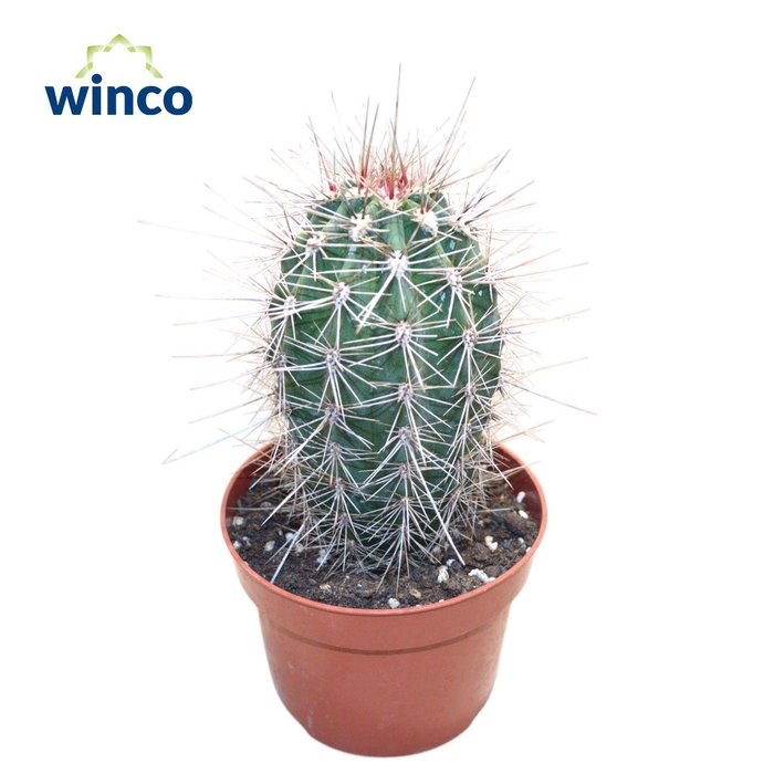 <h4>Pachycereus Pringlei</h4>