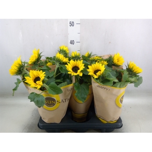 Helianthus an. 'Sunsation'