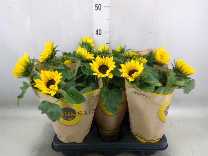 <h4>Helianthus an. 'Sunsation'</h4>