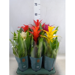 Guzmania   ...mix