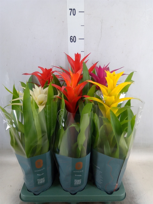 <h4>Guzmania   ...mix</h4>