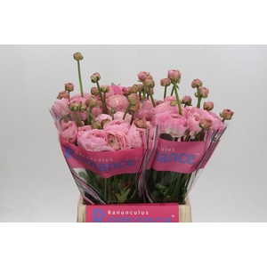Ranunculus Romance Seine