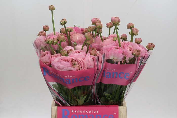 <h4>Ranunculus Romance Seine</h4>