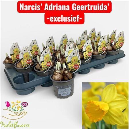 <h4>Narc C Adria Geertruida New</h4>