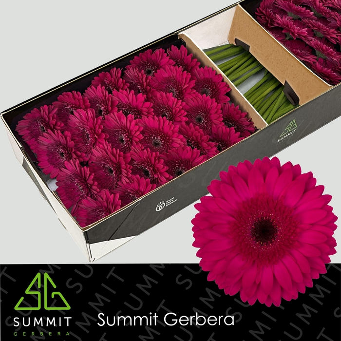 <h4>Gerbera Martini Doos</h4>