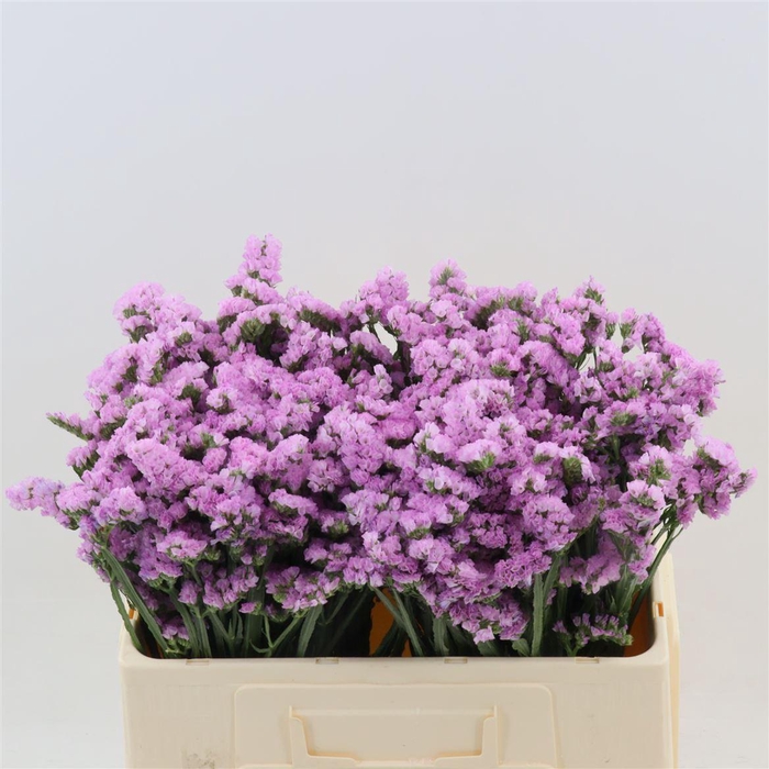 <h4>Statice Fantasia Wings</h4>