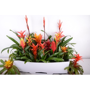 BROMELIA GEM 15 SRT