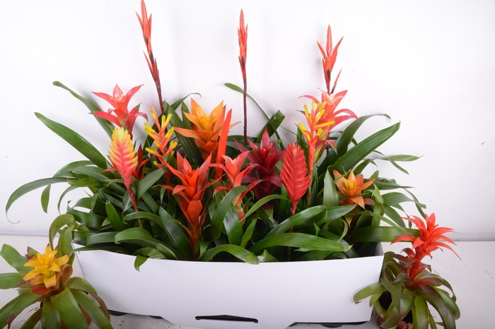 <h4>BROMELIA GEM 15 SRT</h4>