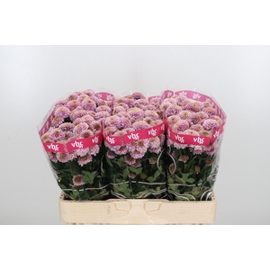 Chr San Aaa Doria Pi