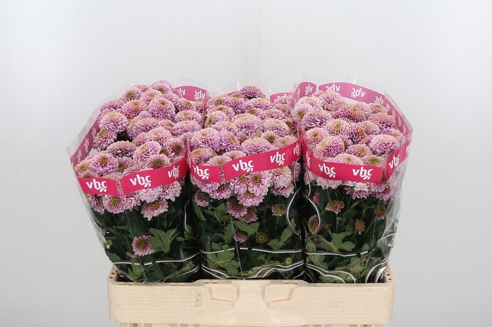 <h4>Chr San Aaa Doria Pi</h4>