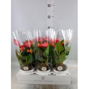 Anthurium andr. 'Livium Red Mirco'