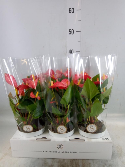 <h4>Anthurium andr. 'Livium Red Mirco'</h4>