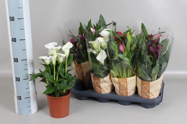 <h4>ZANT GEM 5 KL</h4>